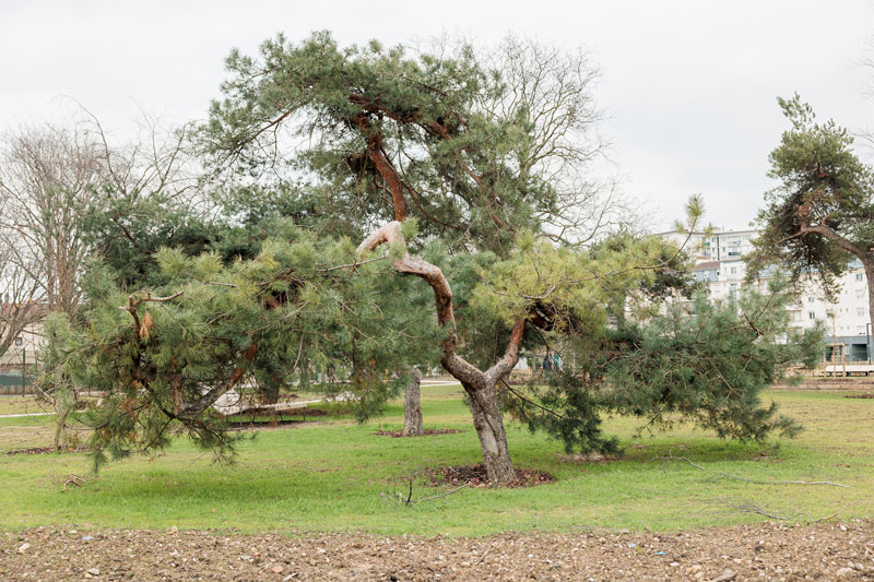 parc madelaine riffaud arbre