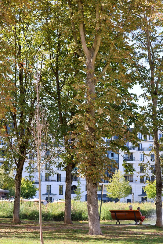 arbres avec un banc au bord d'un bassin